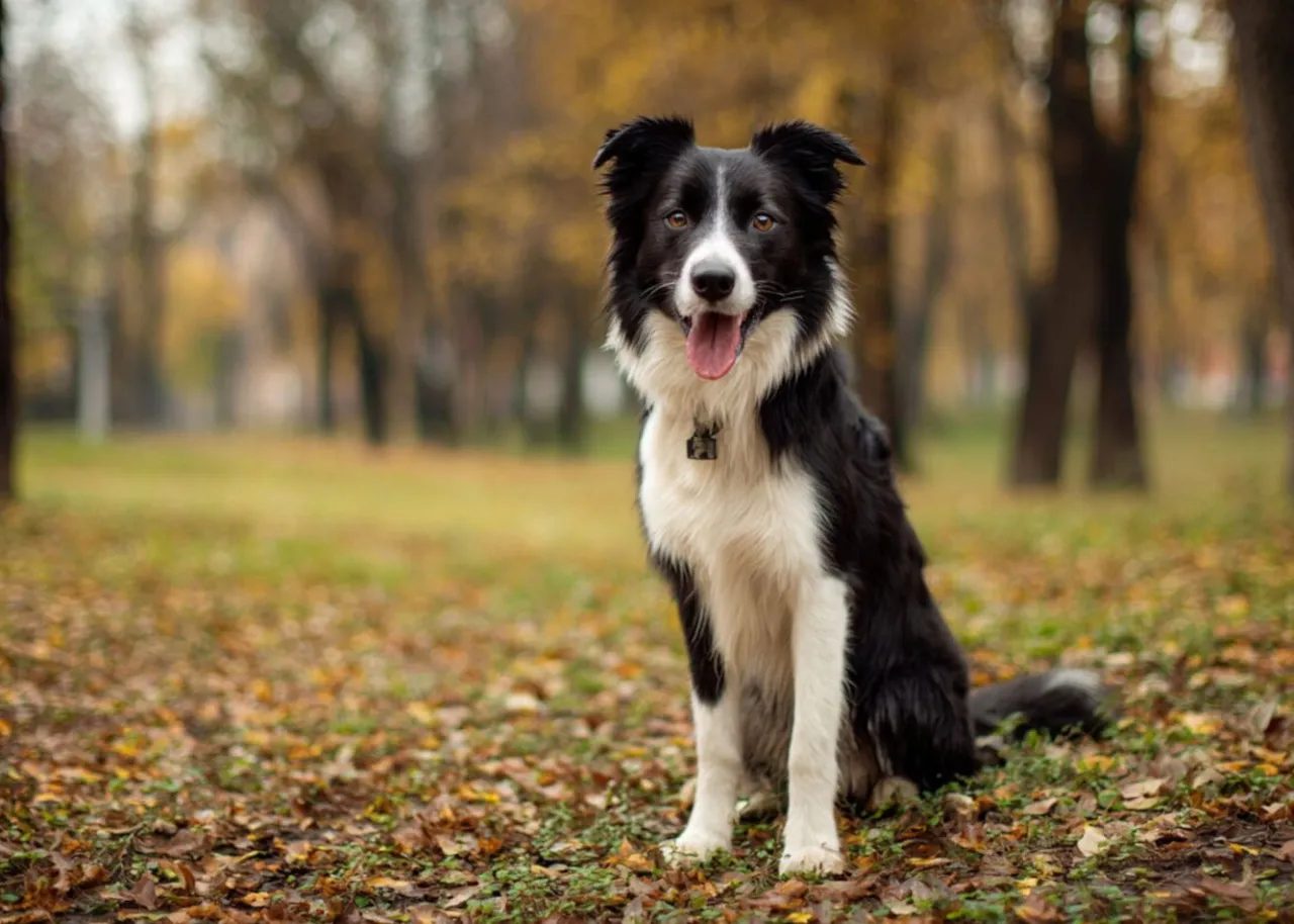 Aktywny border collie miejskie sporty