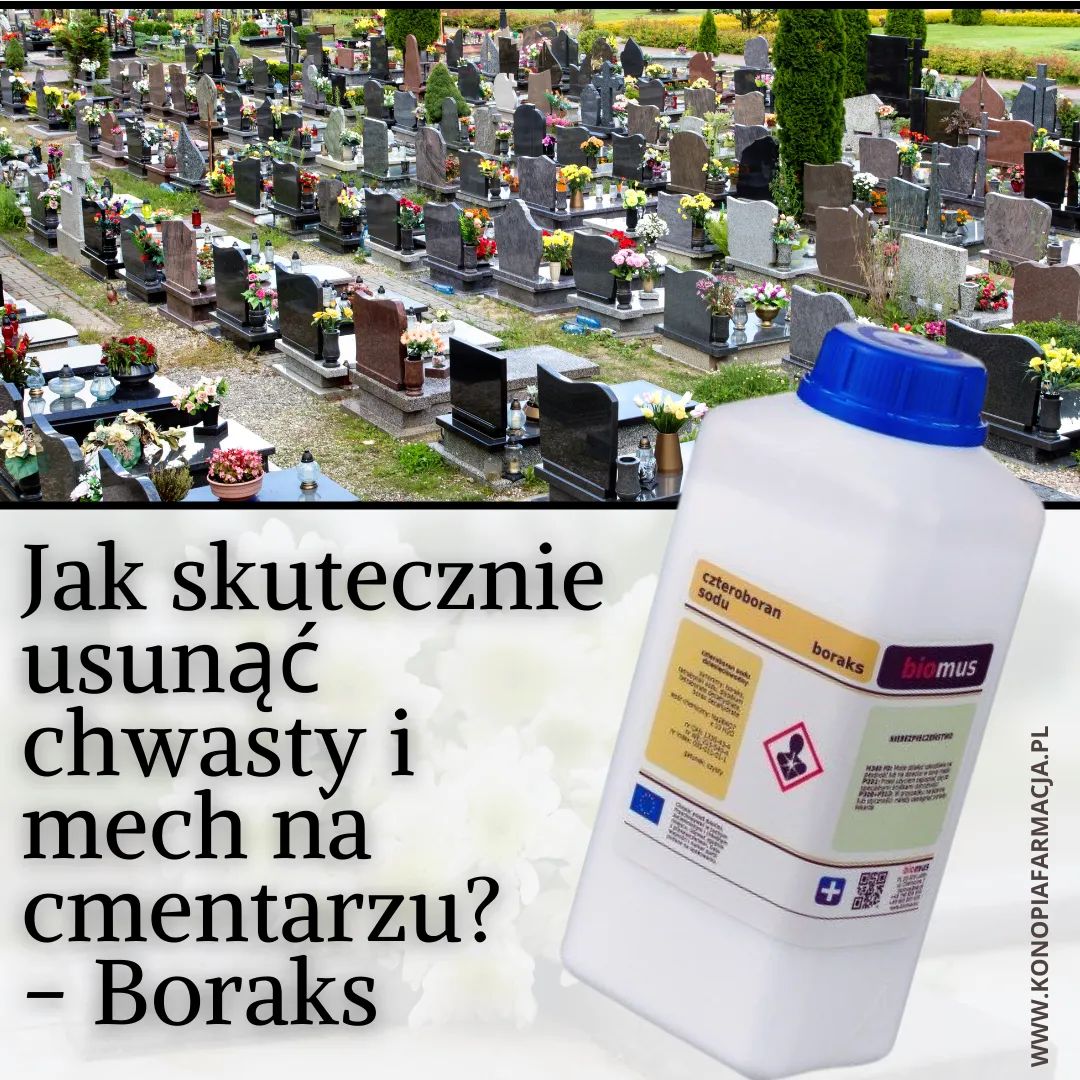 Zdjęcie Skuteczne sposoby na pozbycie się chwastów na cmentarzu bez chemii