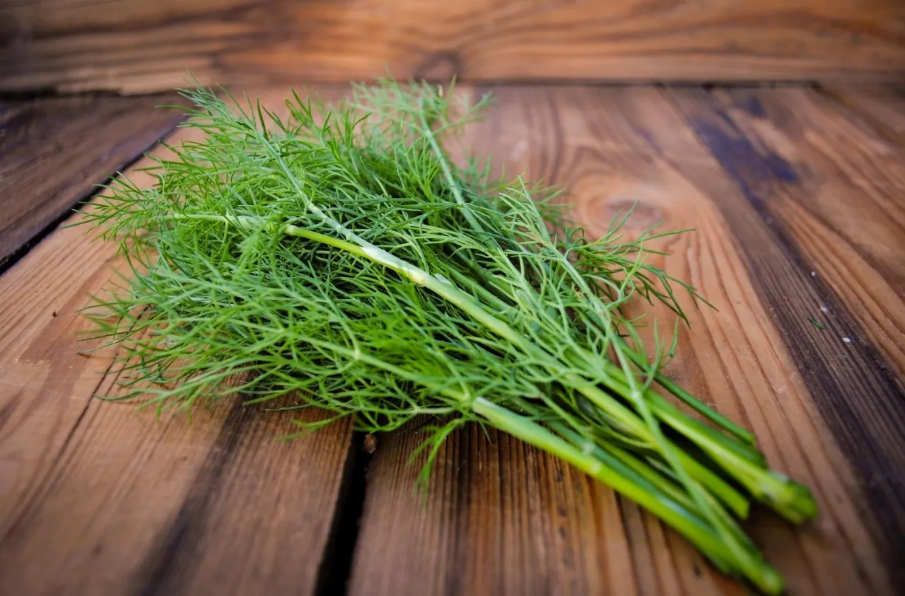 Dill verschiedene Formen vegane Küche