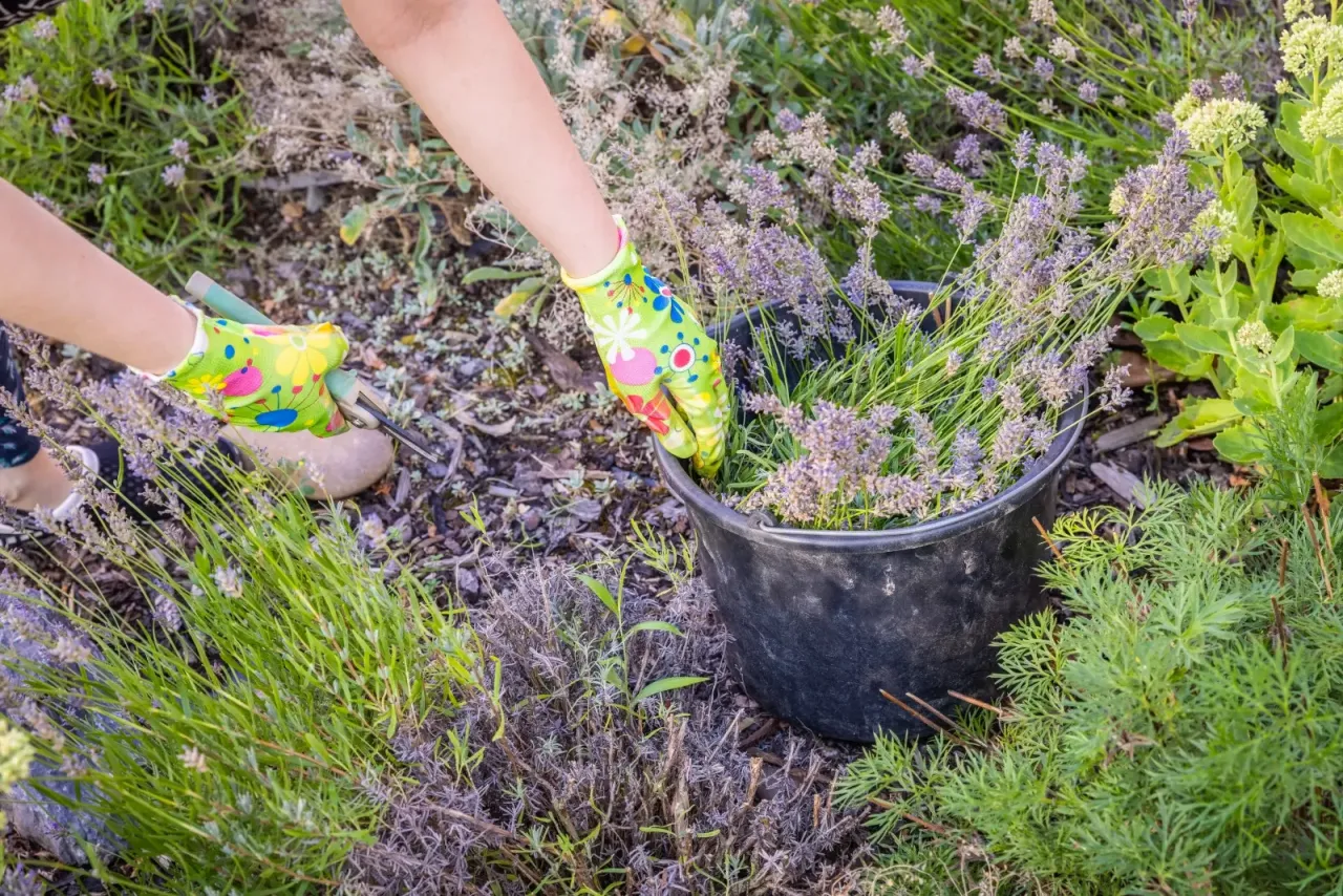 Pielęgnacja lawendy w doniczce po przycięciu
