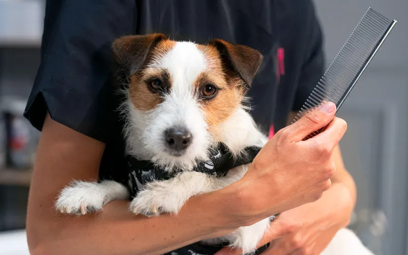 różne typy sierści psów przykłady