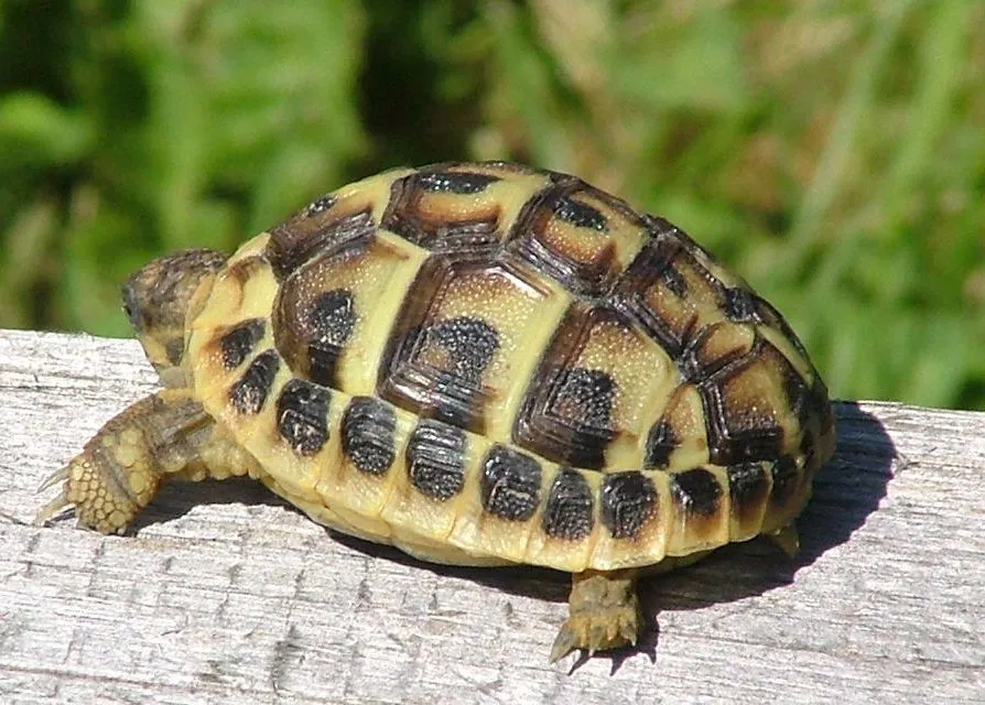 żółw grecki lub stepowy