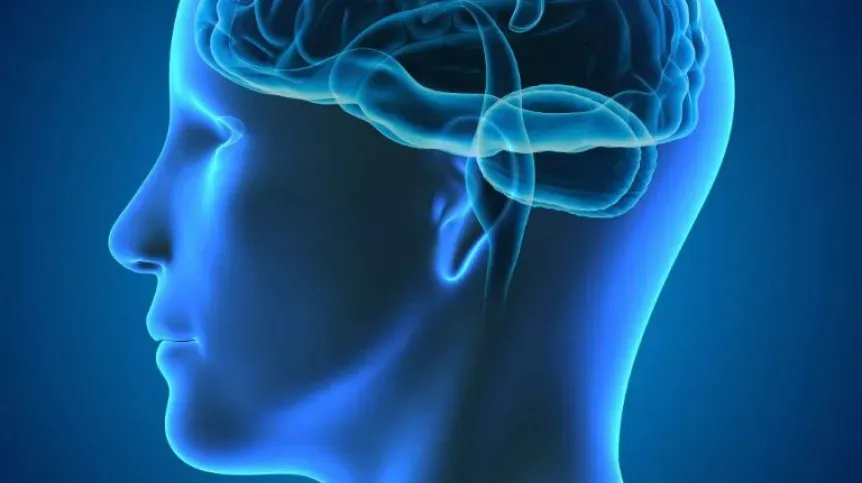 m&oacute;zg człowieka podczas czytania, neurony, aktywność m&oacute;zgu