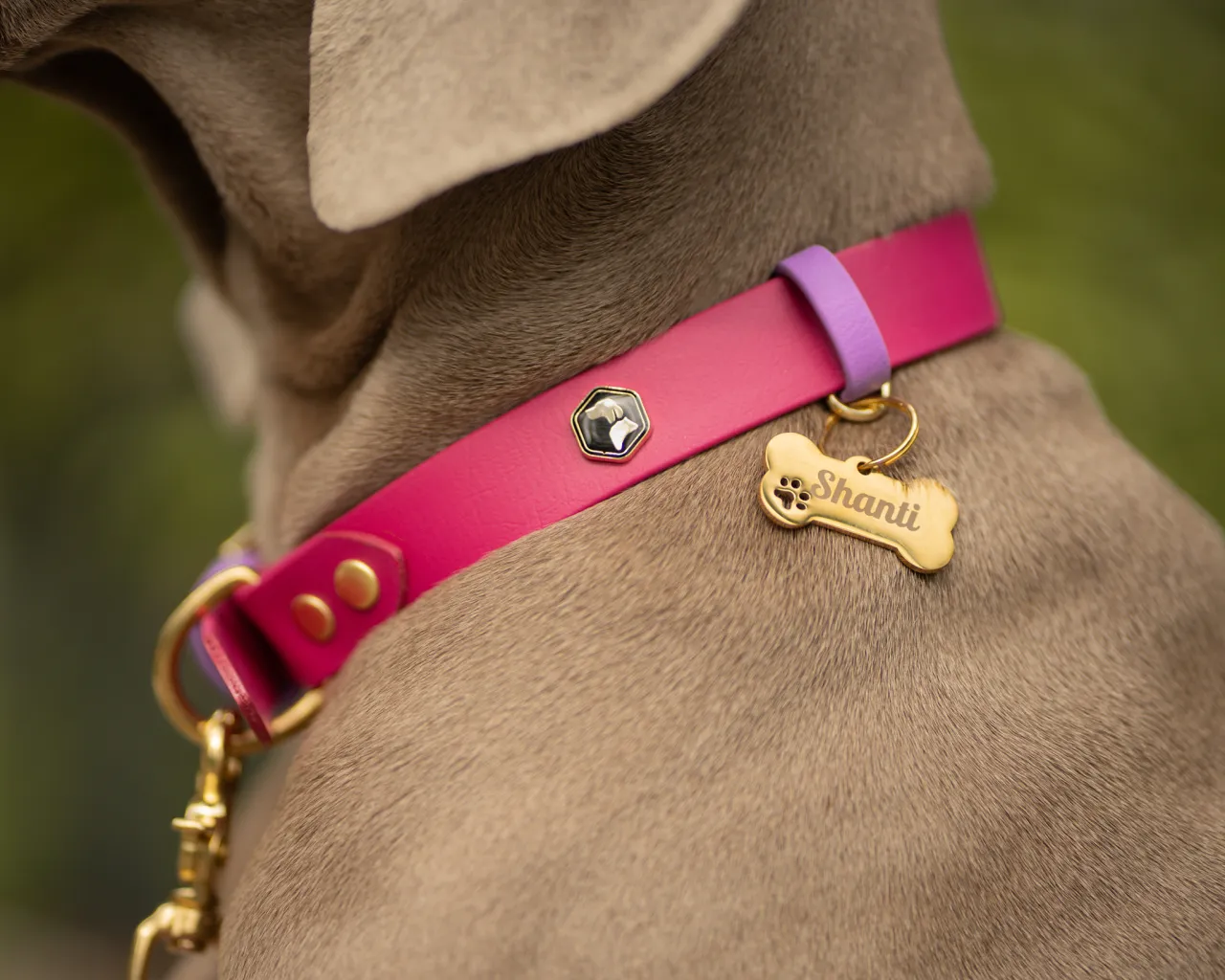 szczeniak z adresówką na obroży