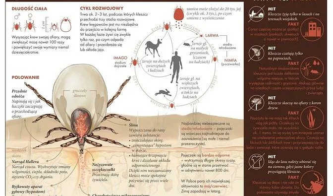 infografika kleszcz pieprzyk r&oacute;żnice