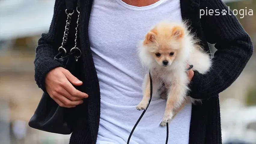 szczeniak na rękach na spacerze