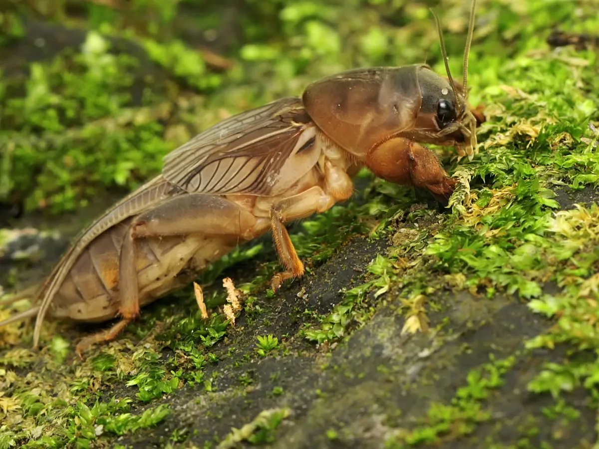 domowe metody na turkucia podjadka