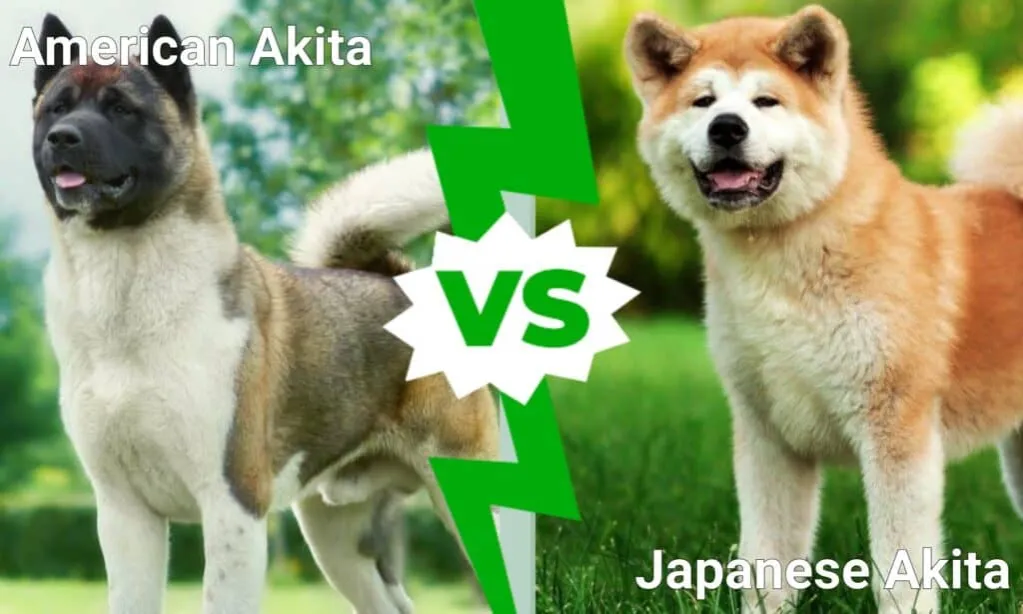 Akita japońska vs Akita amerykańska porównanie