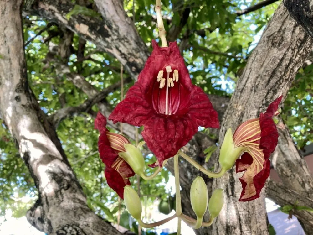 Drzewo kiełbasiane owoce Kigelia africana