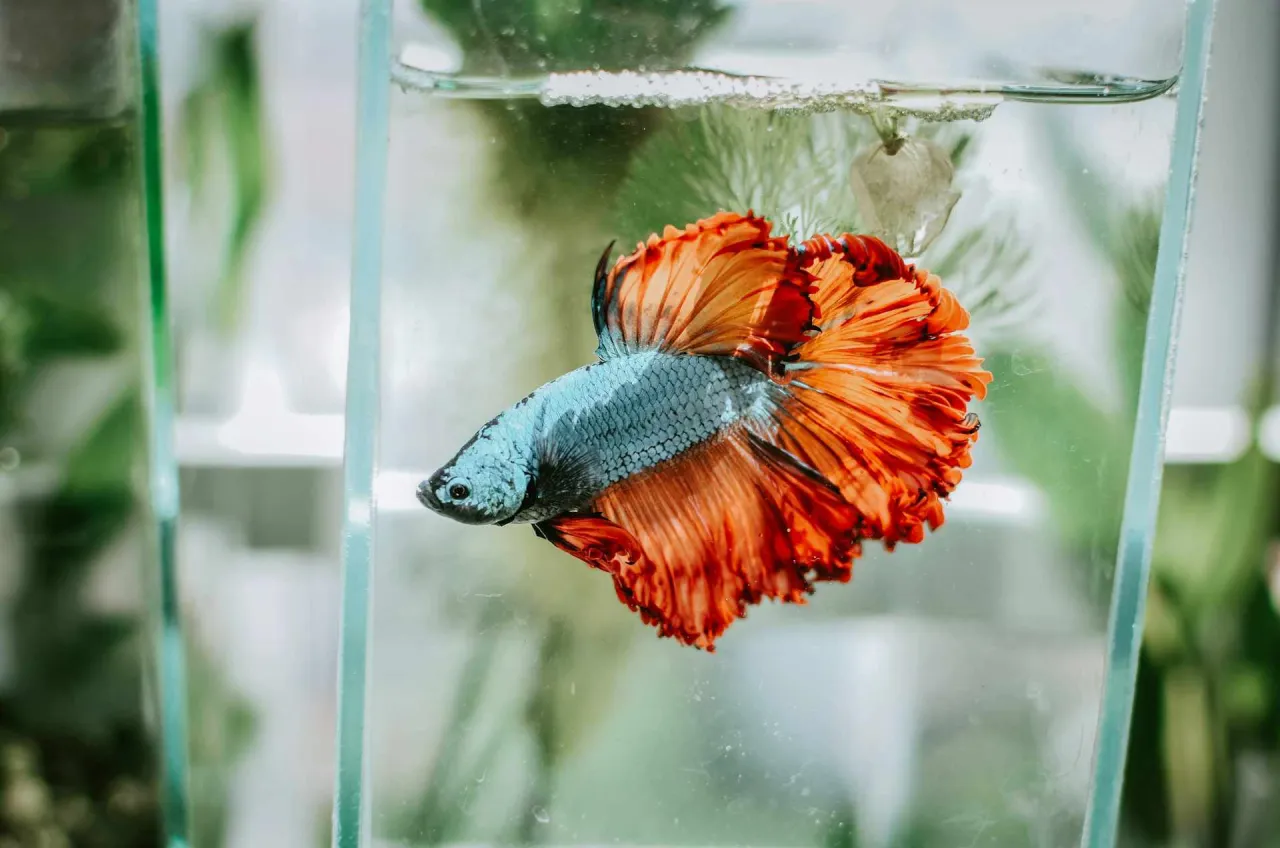 smutna złota rybka w kuli