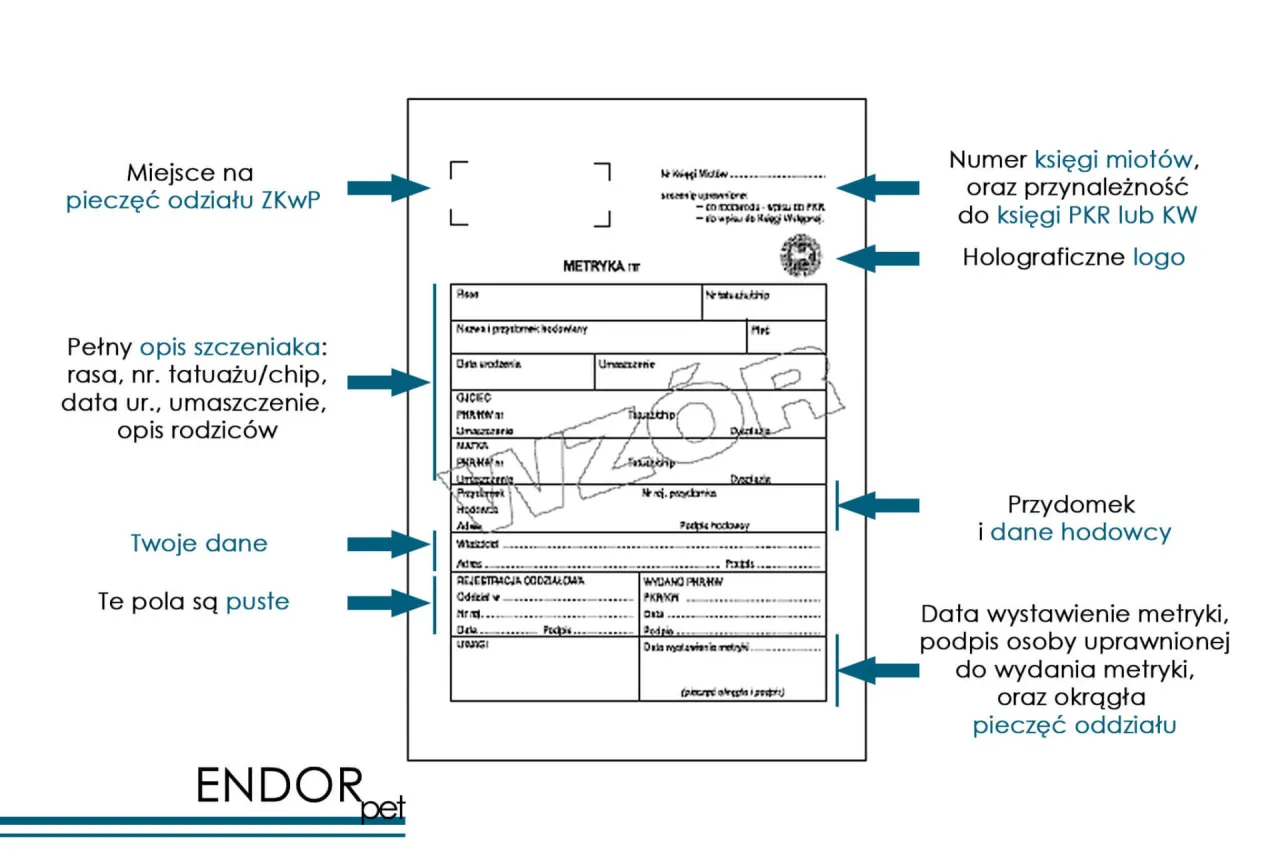 Autentyczna metryka psa ZKwP