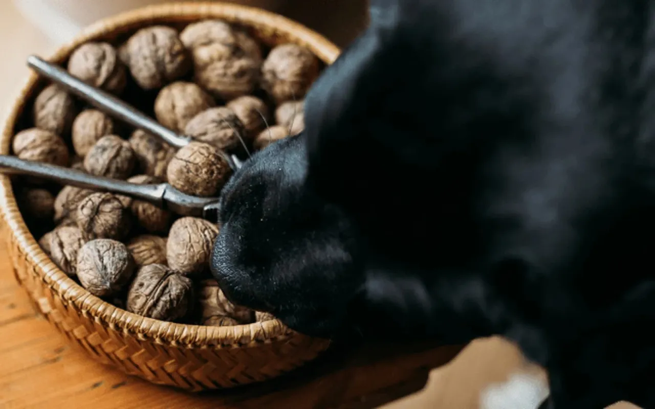 zakazane orzechy dla psów