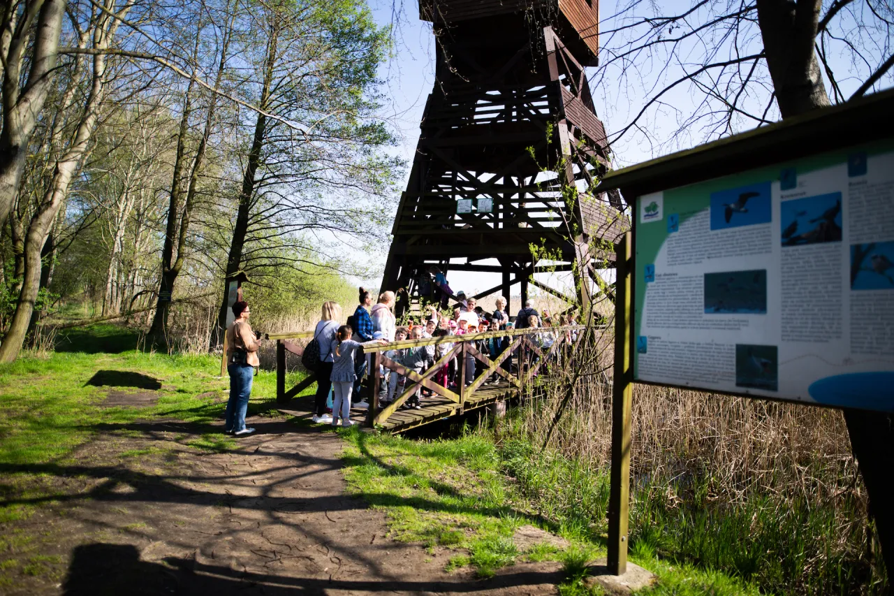 Stawy Milickie birdwatching wieża widokowa