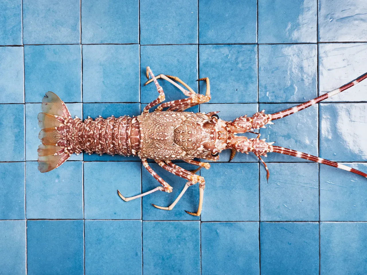 Différents types de langouste