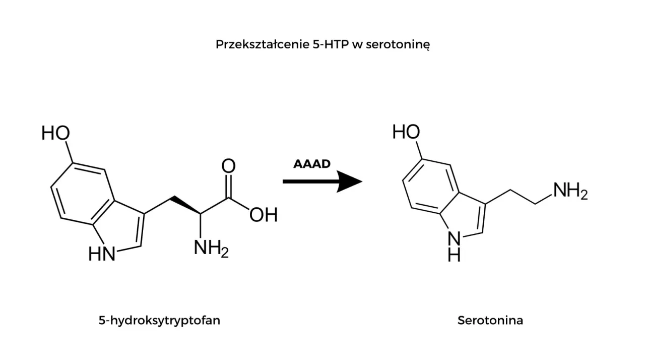 Schemat przemiany 5-HTP w serotoninę. Dawkowanie 5-HTP może wpływać na ten proces.