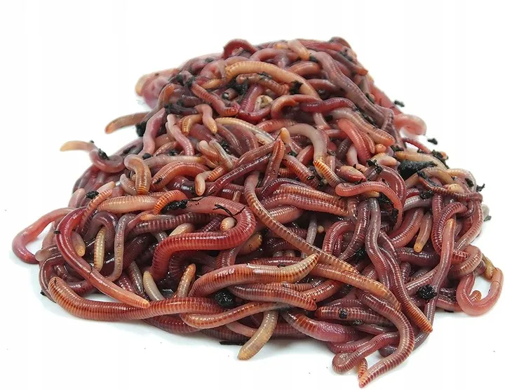 r&oacute;żne gatunki dżdżownic wędkarskich ros&oacute;wki kalifornijskie gnojaki