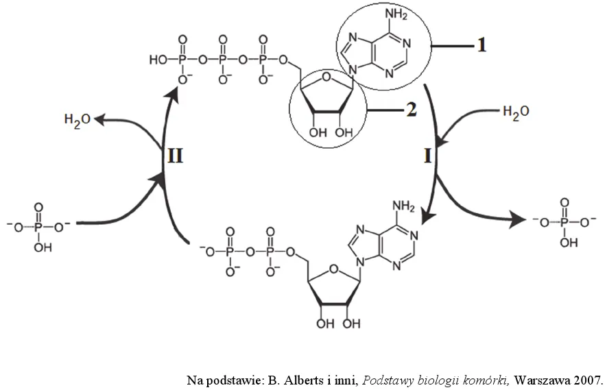 cykl ATP ADP schemat