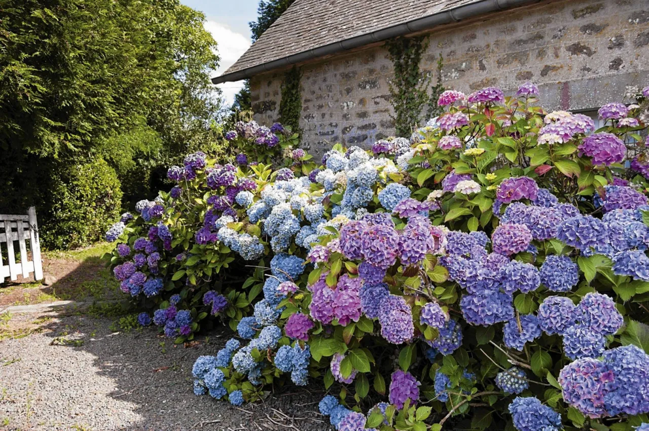 Kwitnąca hortensja w ogrodzie