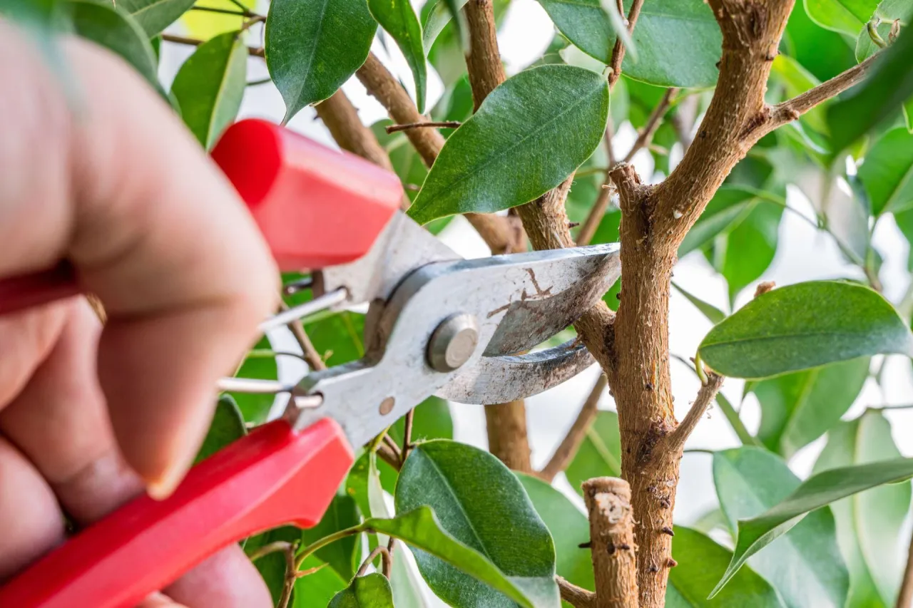 zdrowy fikus benjamina po przycięciu