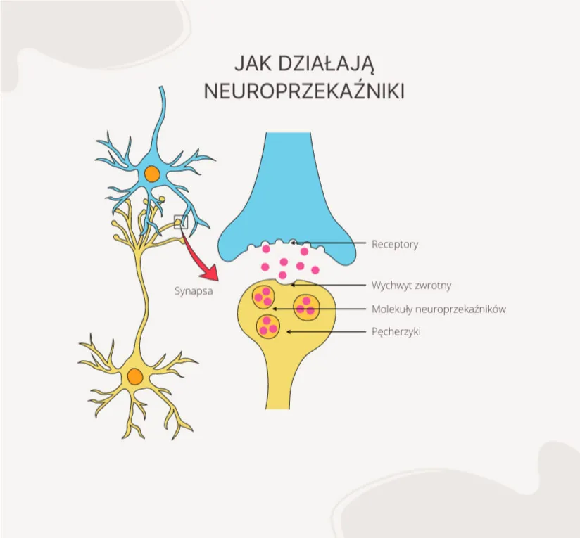 mózg neuroprzekaźniki schemat