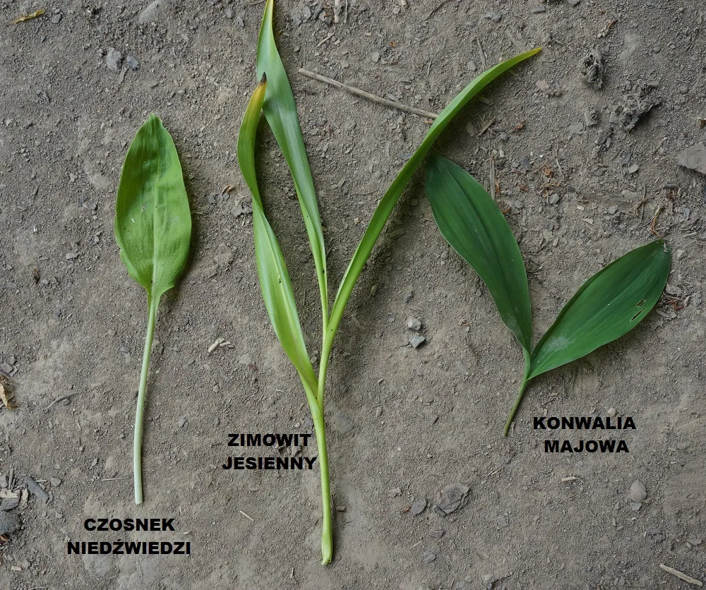 liście czosnku niedźwiedziego