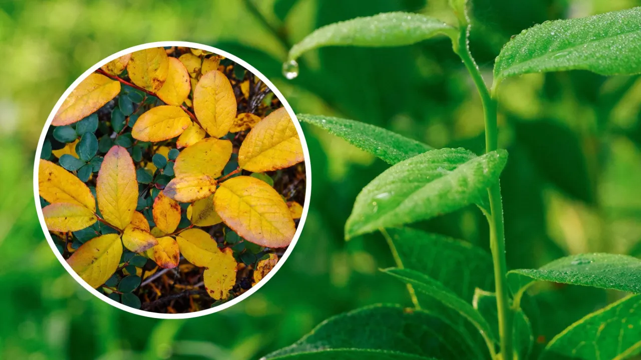 liście z chlorozą międzynerwową, niedobór magnezu roślina