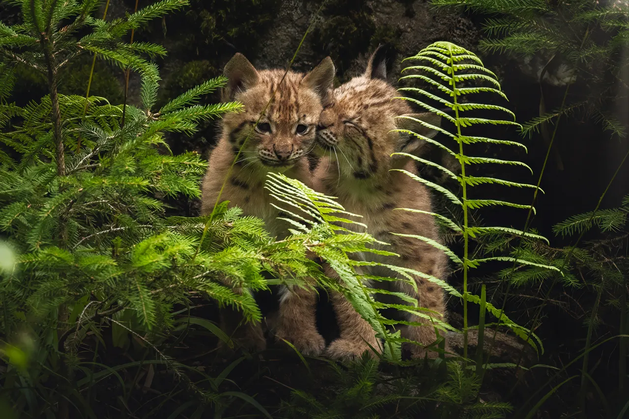 Luchs im Tierfreigelände Nationalpark Bayerischer Wald