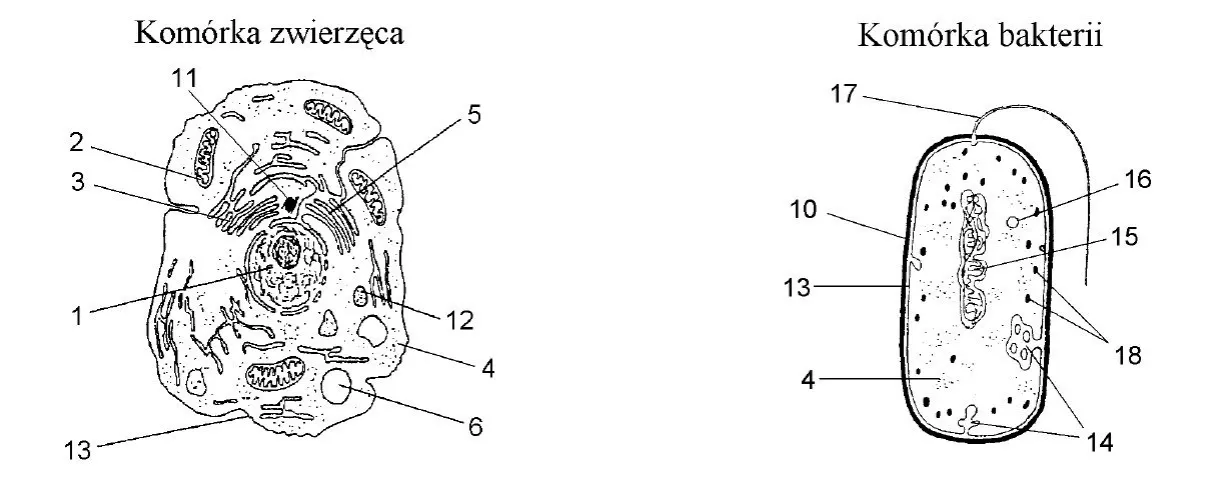 por&oacute;wnanie kom&oacute;rki prokariotycznej i eukariotycznej schemat