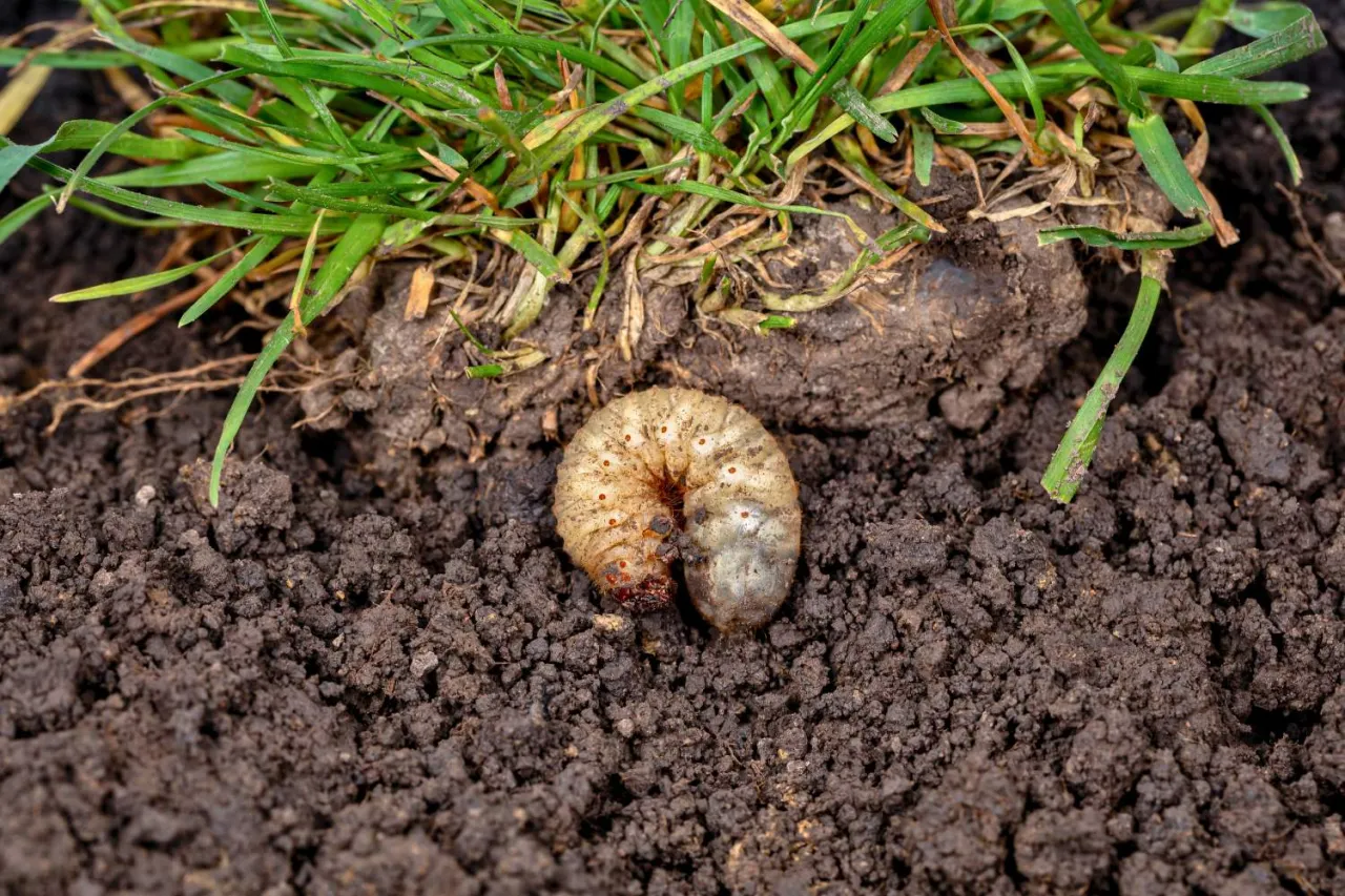 Pędraki w trawniku objawy