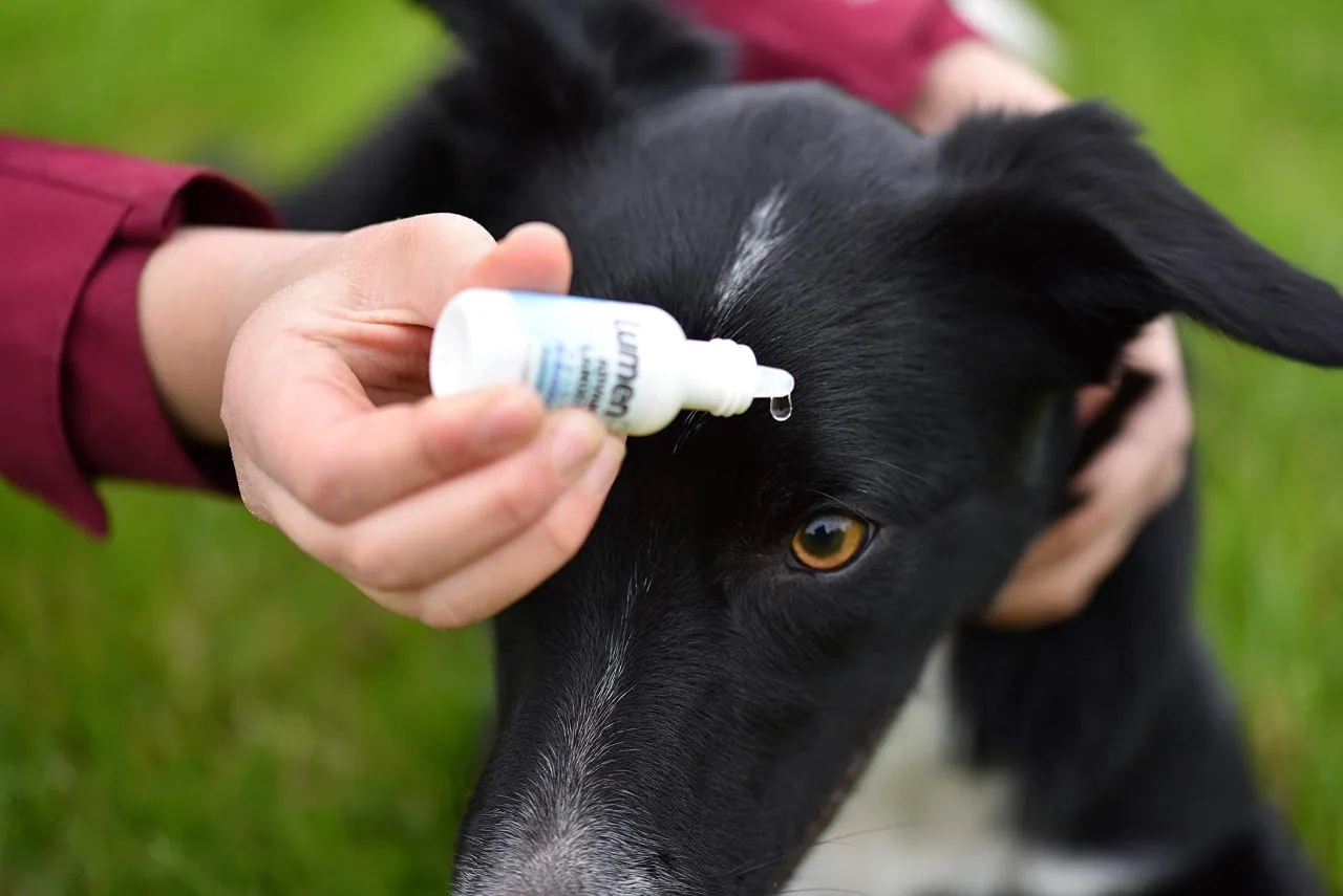 pies krople do oczu zaćma