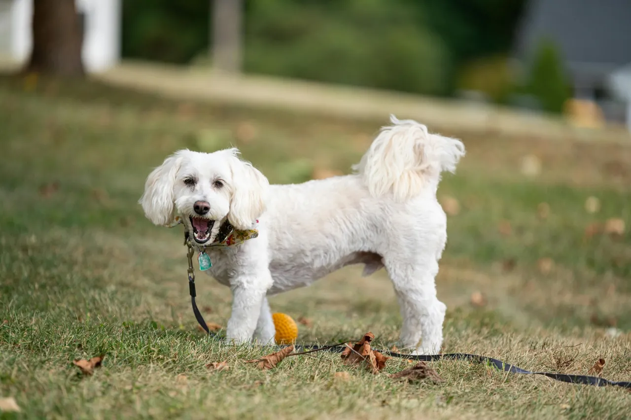 pies wraca do zdrowia po chorobie