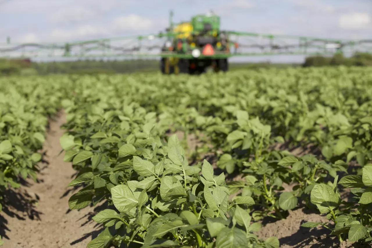 Maszyna rolnicza wykonuje oprysk na chwasty w ziemniakach, chroniąc młode rośliny przed konkurencją.