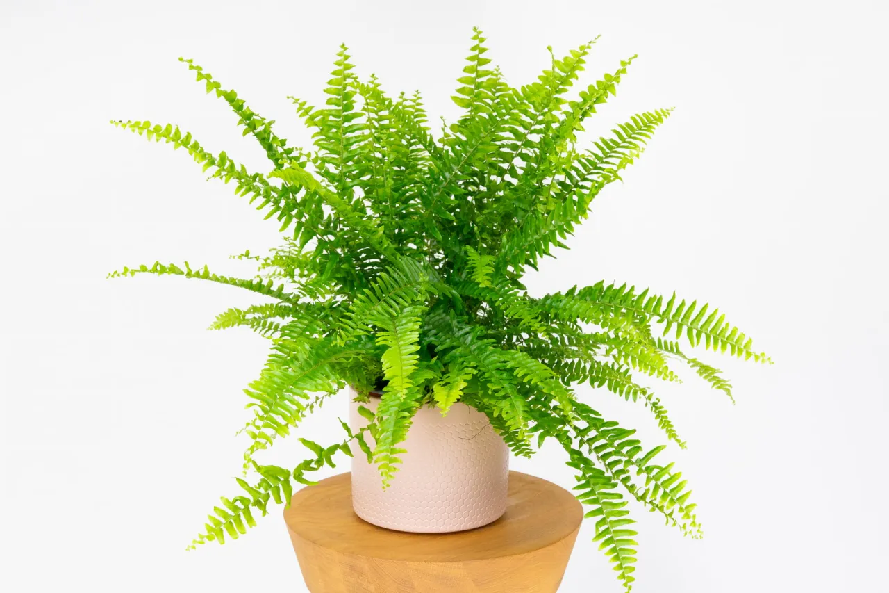 Zamiokulkas Sansewieria Skrzydłokwiat Zielistka Paproć Nefrolepis