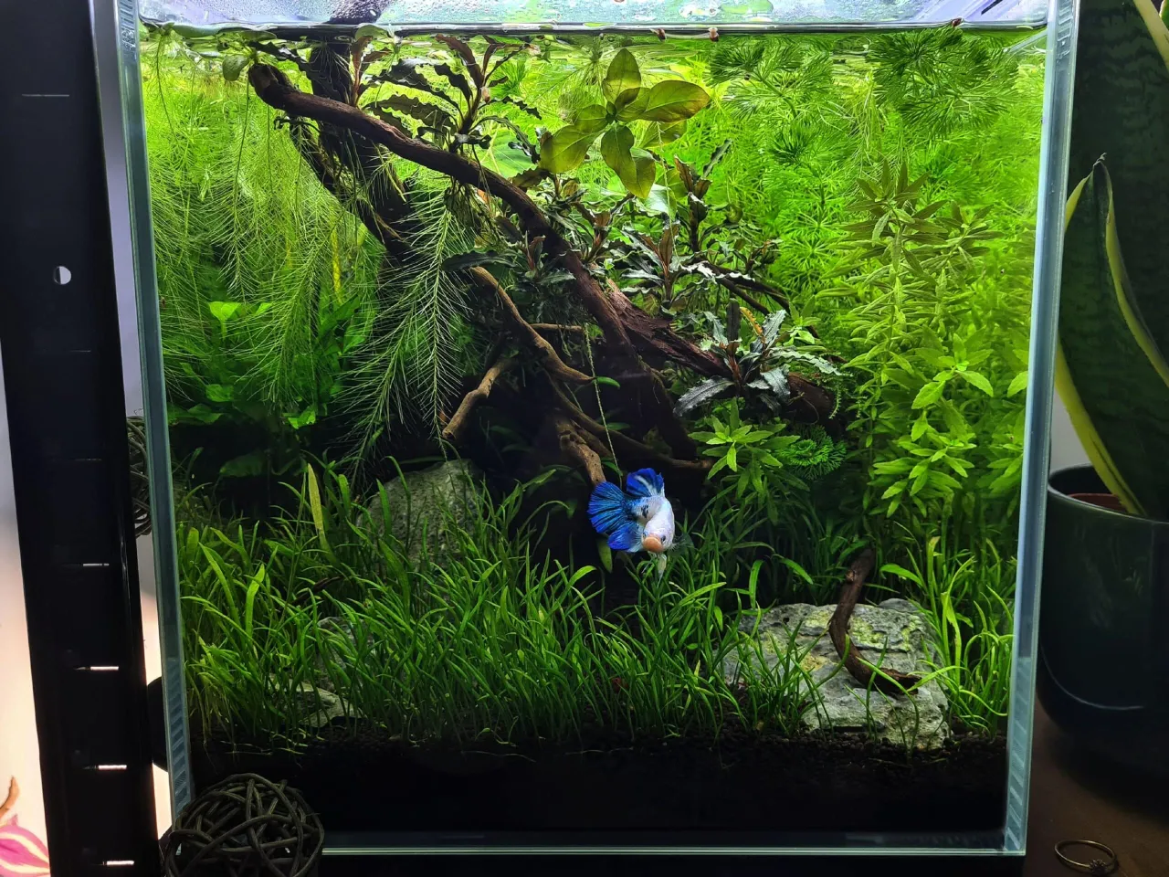 małe akwarium 30l niestabilność biologiczna