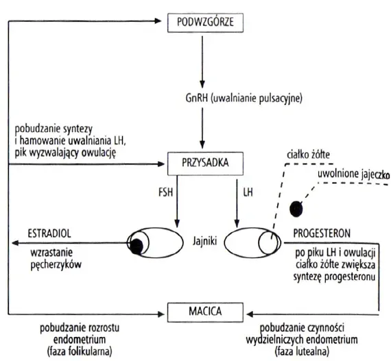 schemat produkcji hormon&oacute;w jajniki menopauza