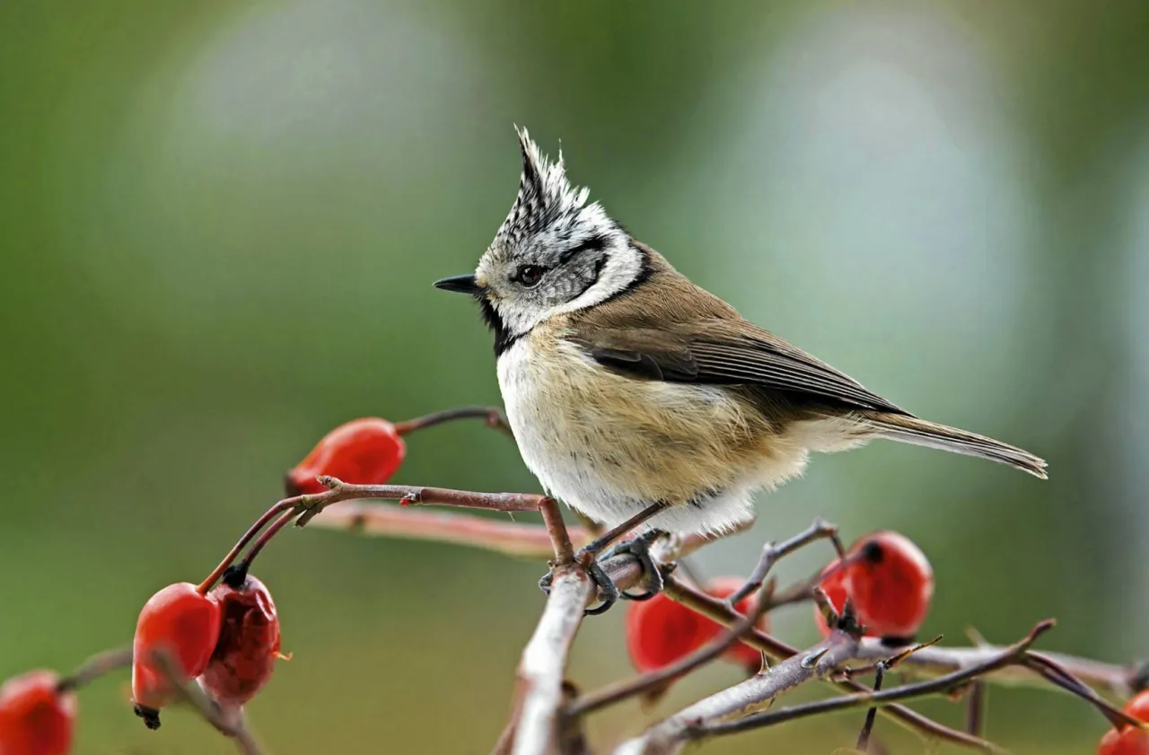 ptaki jedzące owoce dzikiej r&oacute;ży