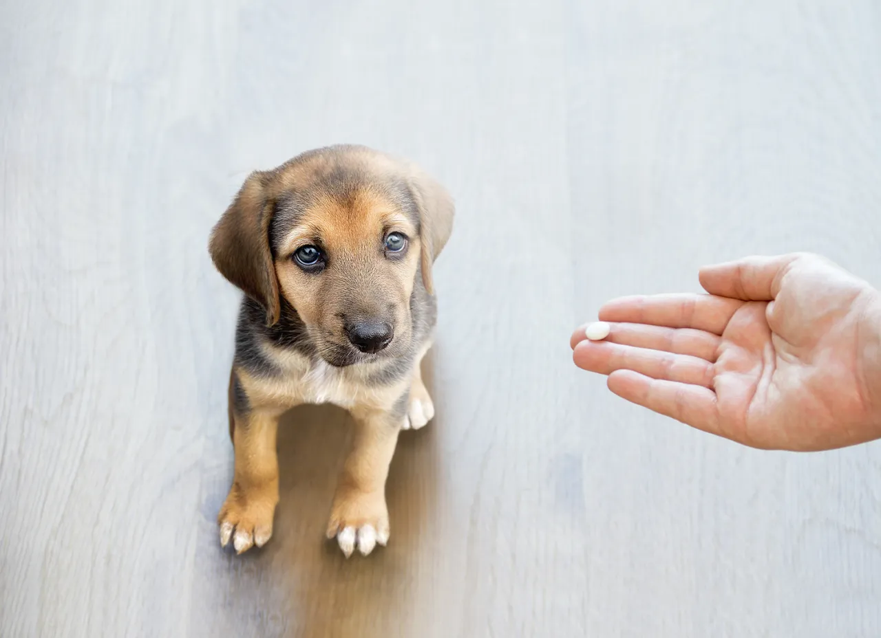 Rodzaje preparat&oacute;w na odrobaczenie psa
