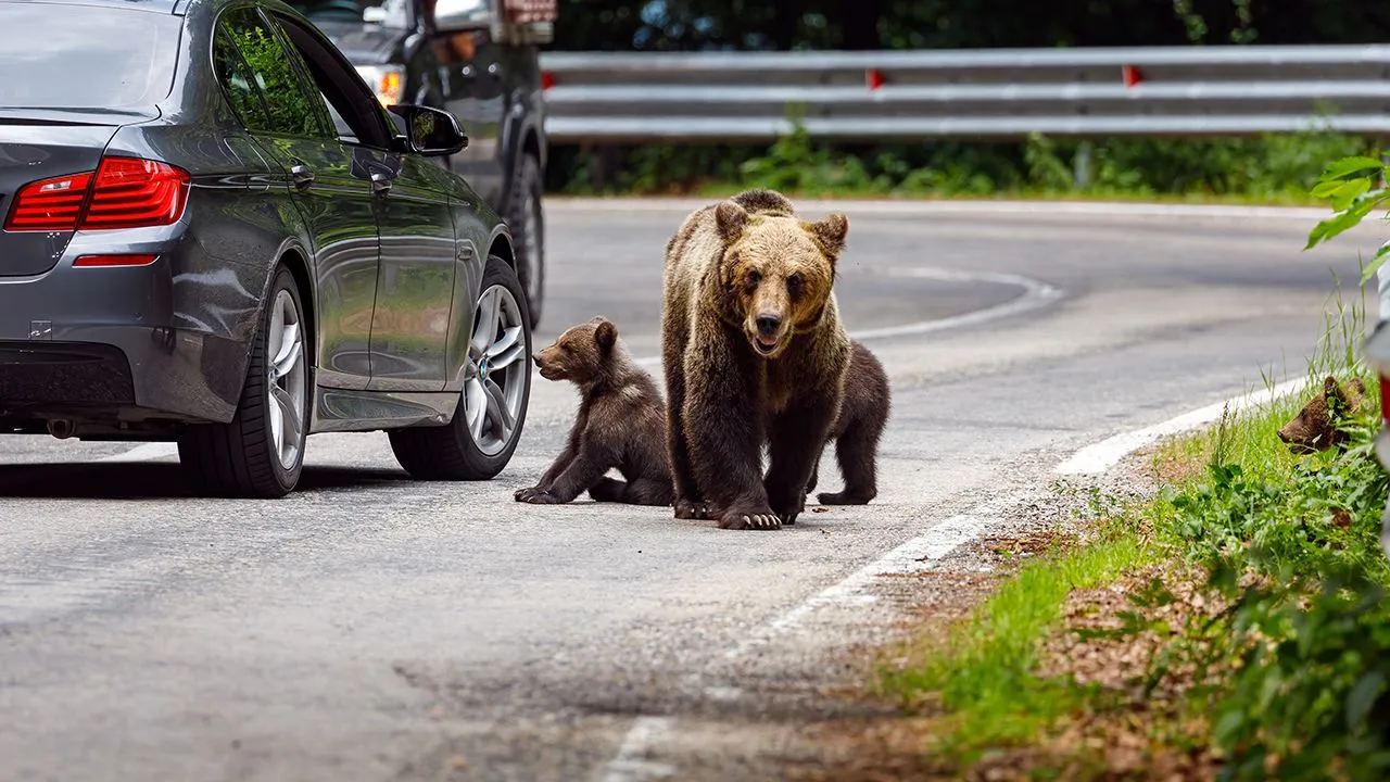 rumuńskie drogi, furmanki, zwierzęta na drodze
