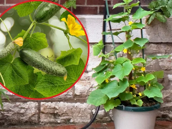 Sadzonki ogórków w doniczkach