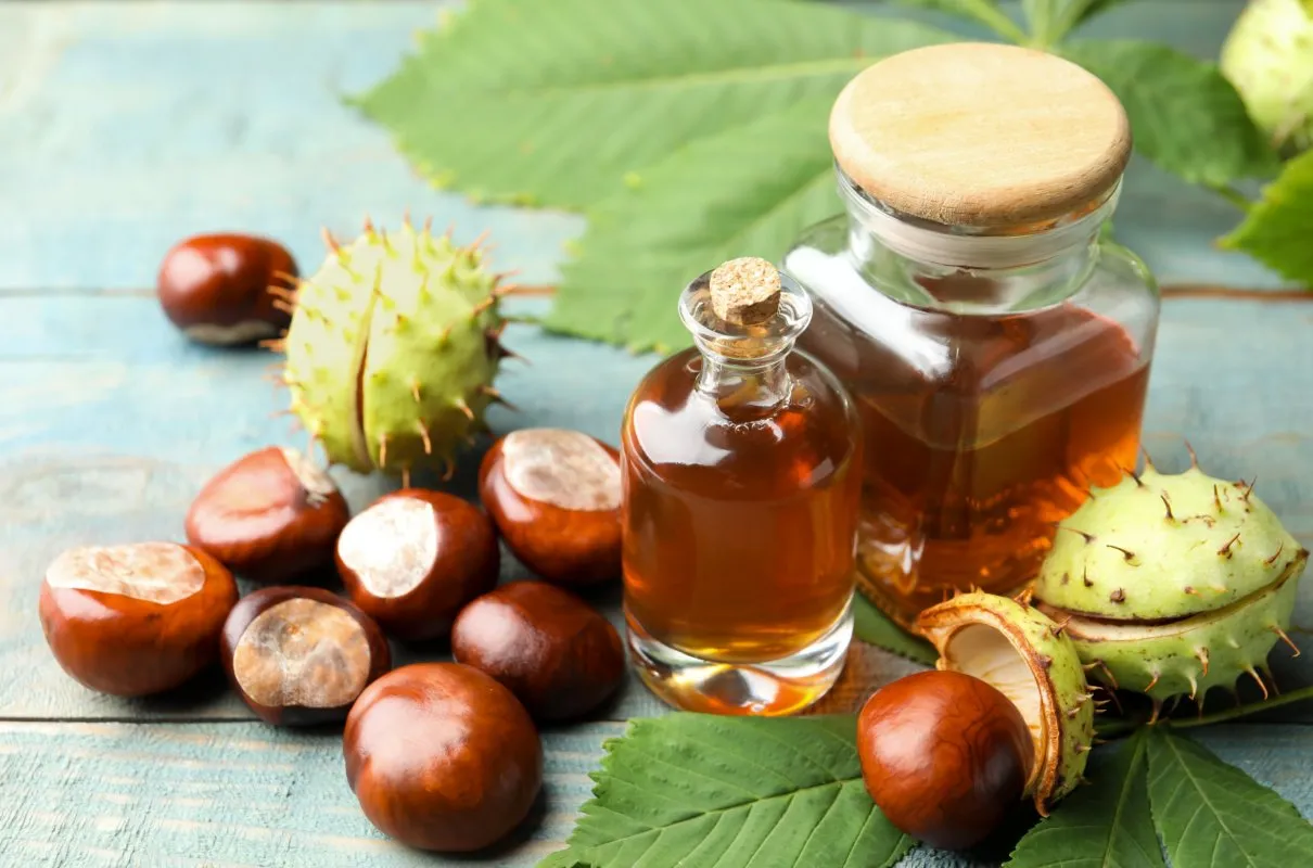 świeże kasztany do nalewki