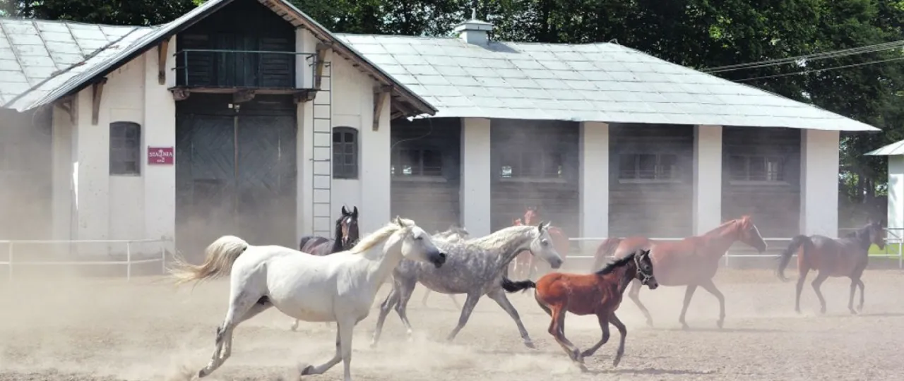 Zwiedzanie Stadniny Koni Janów Podlaski