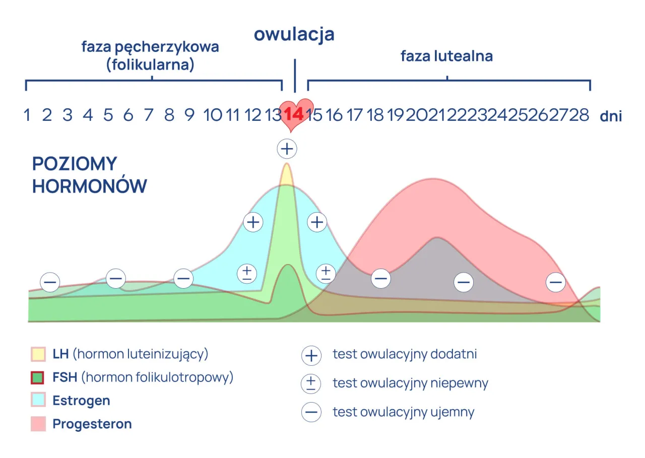 owulacja definicja proces hormonalny