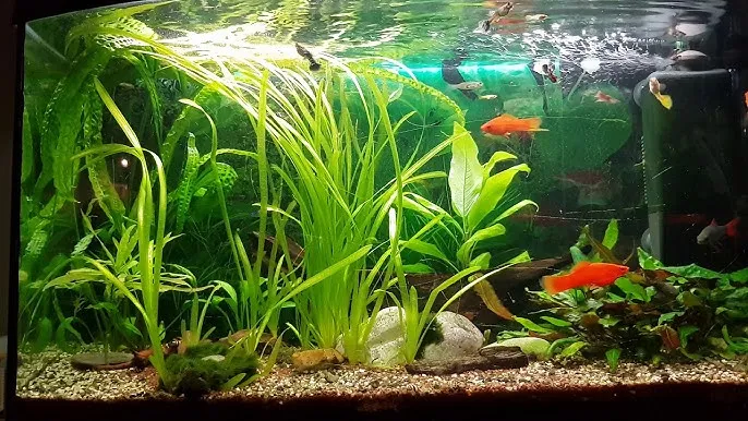 zdrowe i harmonijne akwarium z gupikami