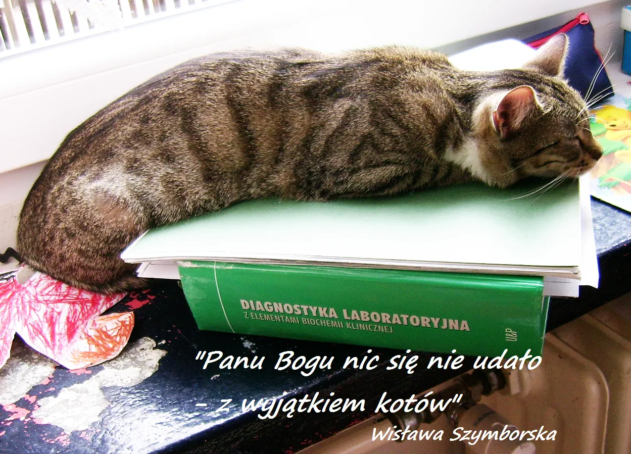 kot alergia białko Fel d 1