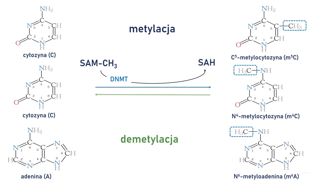Metylacja proces biochemiczny