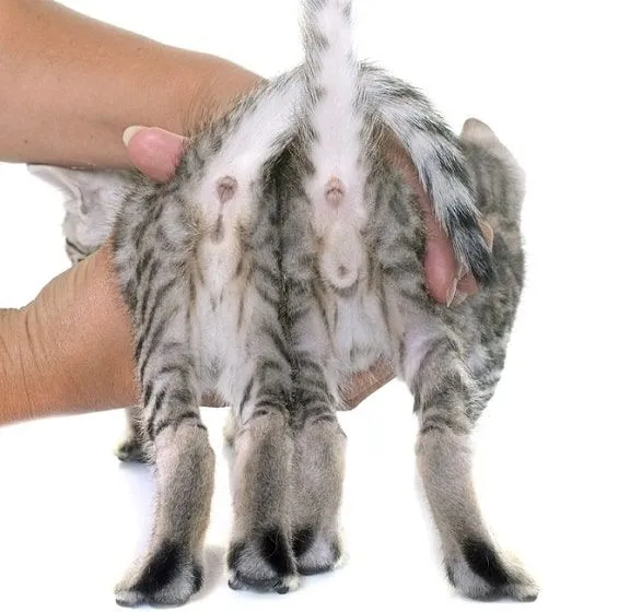 r&oacute;żnice w wyglądzie dorosły kocur kotka