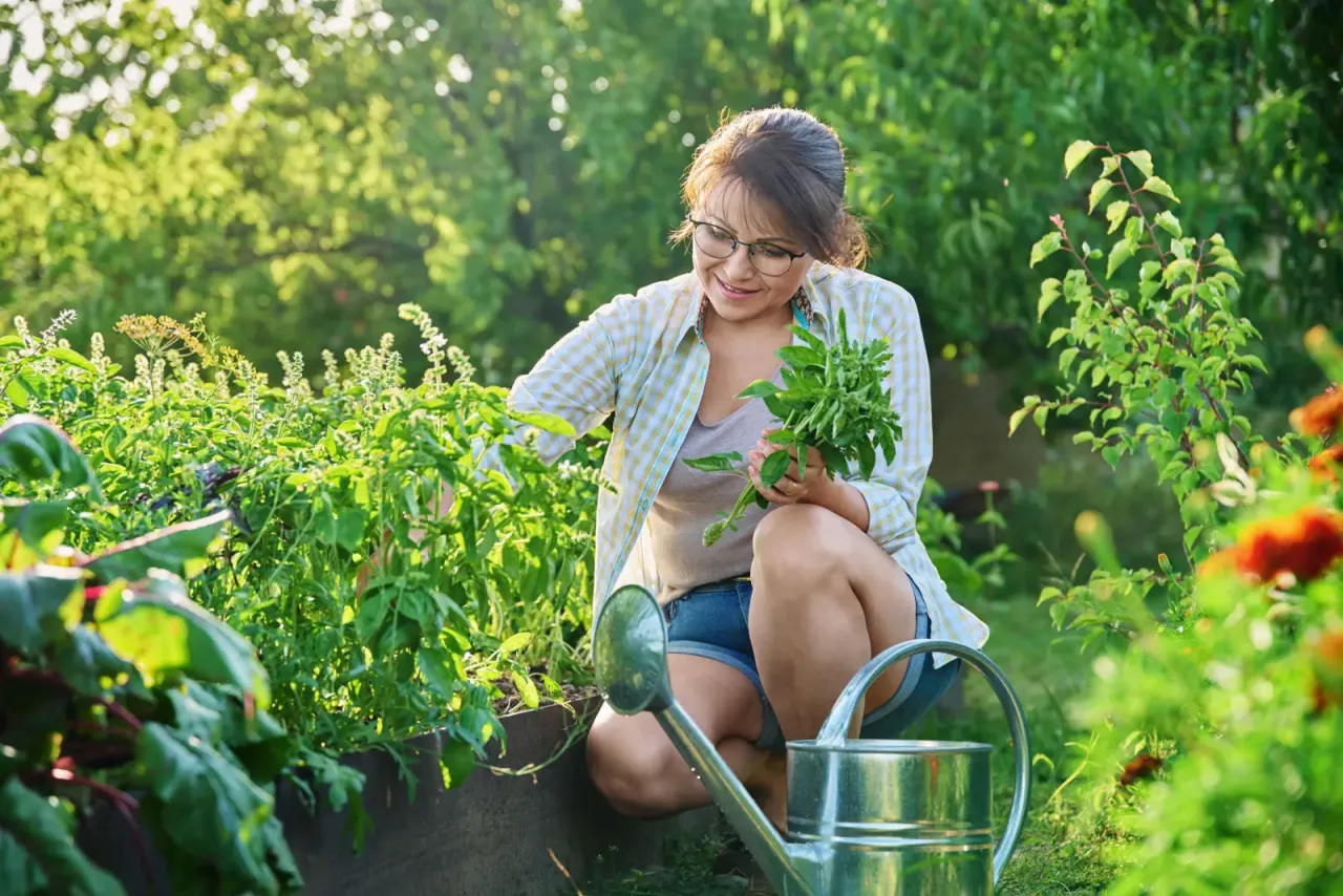 Kobieta w ogrodzie zbiera bazylię, zastanawiając się, jak często podlewać bazylię, by rosła bujnie.
