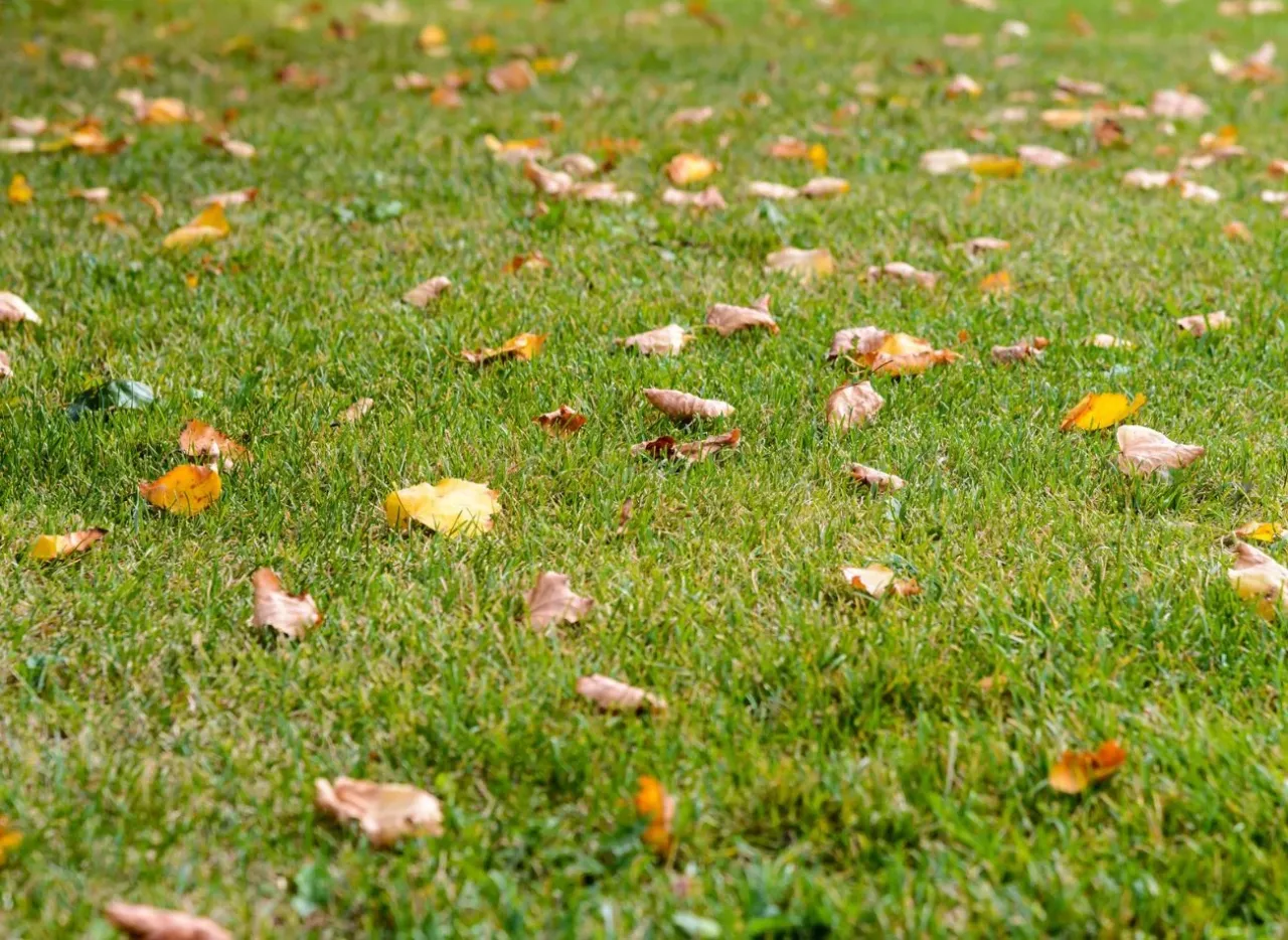 Popiół drzewny w ogrodzie