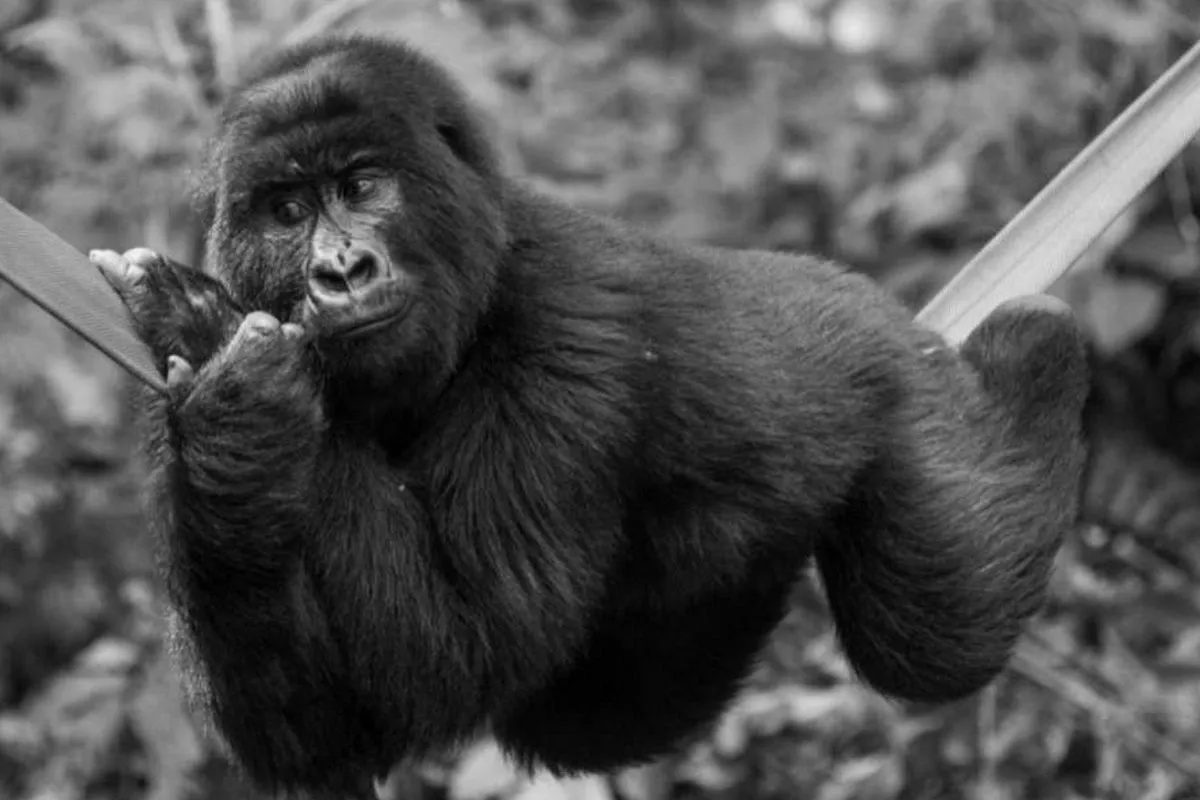 Zdjęcie Niewidzialny goryl: Czy naprawdę widzisz to, co przed tobą?