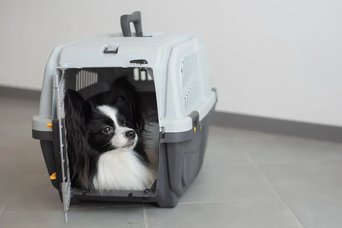 pies podróżujący samolotem w transporterze